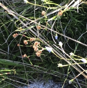 Baloskion australe at Rendezvous Creek, ACT - 21 Dec 2021