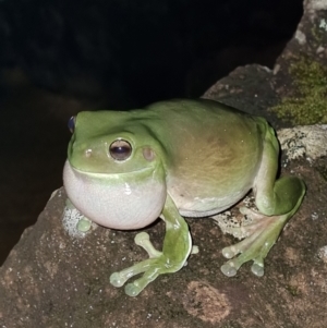 Litoria caerulea at Evans Head, NSW - 1 Jan 2022 09:49 PM