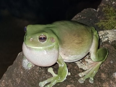 Litoria caerulea (Green Tree Frog) at Evans Head, NSW - 1 Jan 2022 by AaronClausen