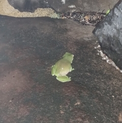 Litoria caerulea at Evans Head, NSW - 1 Jan 2022