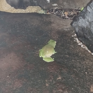 Litoria caerulea at Evans Head, NSW - 1 Jan 2022