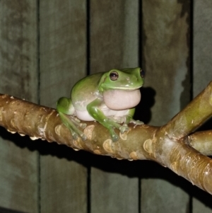 Litoria caerulea at Evans Head, NSW - 1 Jan 2022 09:49 PM