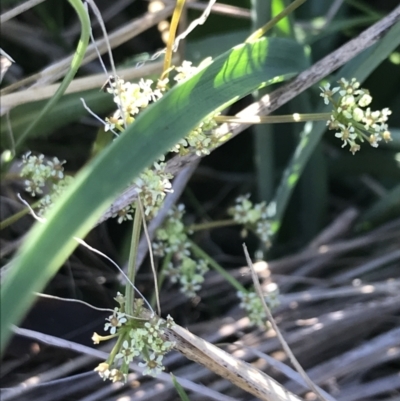 Aciphylla simplicifolia (Mountain Aciphyll) at Rendezvous Creek, ACT - 21 Dec 2021 by Tapirlord