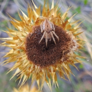 Araneinae (subfamily) at Acton, ACT - suppressed