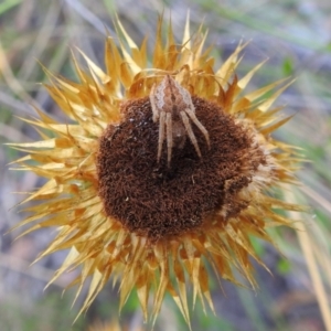 Araneinae (subfamily) at Acton, ACT - suppressed