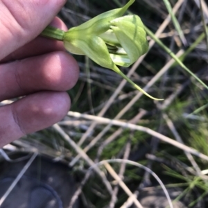 Pterostylis monticola at Rendezvous Creek, ACT - suppressed