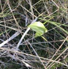 Pterostylis monticola at Rendezvous Creek, ACT - suppressed