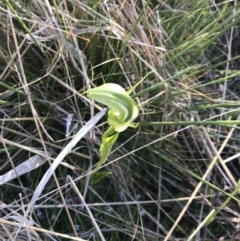 Pterostylis monticola at Rendezvous Creek, ACT - 21 Dec 2021