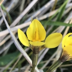 Diuris monticola (Highland Golden Moths) at Rendezvous Creek, ACT - 21 Dec 2021 by Tapirlord