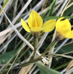 Diuris monticola at Rendezvous Creek, ACT - 21 Dec 2021