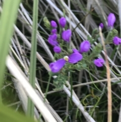 Comesperma retusum (Mountain Milkwort) at Rendezvous Creek, ACT - 21 Dec 2021 by Tapirlord