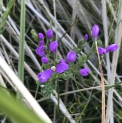 Comesperma retusum at Rendezvous Creek, ACT - 21 Dec 2021