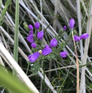 Comesperma retusum at Rendezvous Creek, ACT - 21 Dec 2021