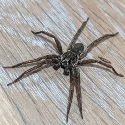 Unidentified Spider (Araneae) at Lions Youth Haven - Westwood Farm - 1 Jan 2022 by HelenCross