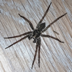 Mituliodon tarantulinus at Kambah, ACT - 1 Jan 2022