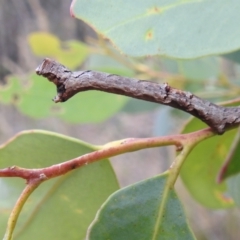 Geometridae (family) IMMATURE (Unidentified IMMATURE Geometer moths) at Black Mountain - 1 Jan 2022 by HelenCross