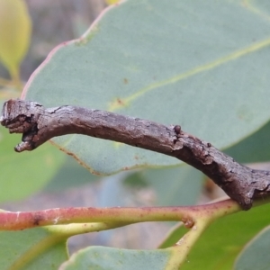 Geometridae (family) IMMATURE at Acton, ACT - 1 Jan 2022