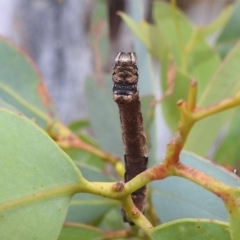 Geometridae (family) IMMATURE at Acton, ACT - suppressed