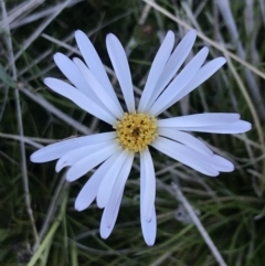 Celmisia sp. Pulchella (M.Gray & C.Totterdell 7079) Australian National Herbarium (Narrow-leaved Snow Daisy) at Rendezvous Creek, ACT - 21 Dec 2021 by Tapirlord