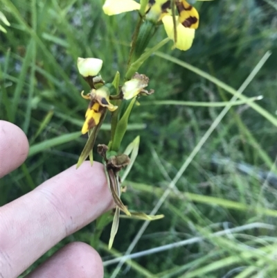 Diuris sulphurea (Tiger Orchid) at Cotter River, ACT - 21 Dec 2021 by Tapirlord