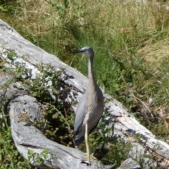 Egretta novaehollandiae (White-faced Heron) at Numeralla, NSW - 30 Dec 2021 by SteveBorkowskis
