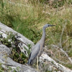 Egretta novaehollandiae at Numeralla, NSW - 30 Dec 2021