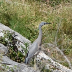 Egretta novaehollandiae at Numeralla, NSW - 30 Dec 2021