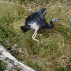 Egretta novaehollandiae at Numeralla, NSW - 30 Dec 2021