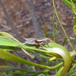 Eurepa marginipennis at Acton, ACT - 1 Jan 2022