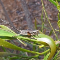 Eurepa marginipennis (Mottled bush cricket) at Acton, ACT - 1 Jan 2022 by HelenCross