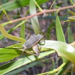 Eurepa marginipennis at Acton, ACT - suppressed