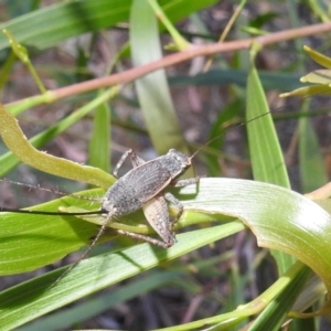 Eurepa marginipennis at Acton, ACT - 1 Jan 2022