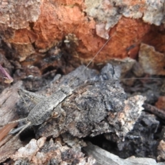 Eurepa marginipennis at Acton, ACT - suppressed