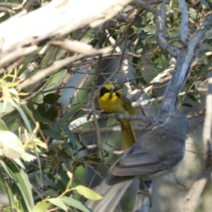 Lichenostomus melanops at Numeralla, NSW - 30 Dec 2021