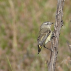 Acanthiza chrysorrhoa (Yellow-rumped Thornbill) at Numeralla, NSW - 30 Dec 2021 by SteveBorkowskis