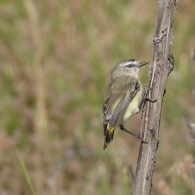 Acanthiza chrysorrhoa (Yellow-rumped Thornbill) at Numeralla, NSW - 30 Dec 2021 by Steve_Bok