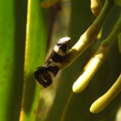 Isomoralla eriscota (A concealer moth) at Stromlo, ACT - 31 Dec 2021 by HelenCross