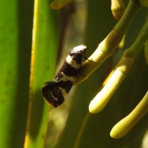 Isomoralla eriscota at Stromlo, ACT - 31 Dec 2021