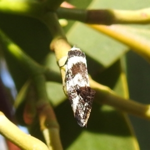 Isomoralla eriscota at Stromlo, ACT - 31 Dec 2021