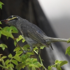 Caligavis chrysops (Yellow-faced Honeyeater) at Lions Youth Haven - Westwood Farm A.C.T. - 31 Dec 2021 by HelenCross