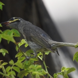 Caligavis chrysops at Stromlo, ACT - suppressed