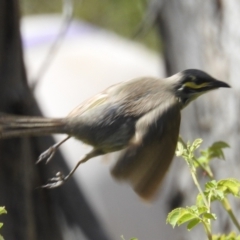 Caligavis chrysops at Stromlo, ACT - suppressed