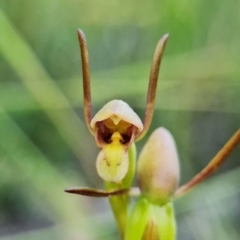 Orthoceras strictum (Horned Orchid) at Jervis Bay National Park - 1 Jan 2022 by RobG1