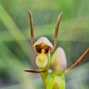 Orthoceras strictum at Hyams Beach, NSW - 1 Jan 2022