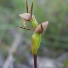 Orthoceras strictum at Hyams Beach, NSW - 1 Jan 2022