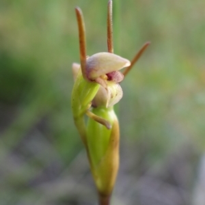 Orthoceras strictum at Hyams Beach, NSW - 1 Jan 2022