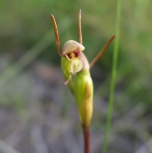 Orthoceras strictum at Hyams Beach, NSW - 1 Jan 2022