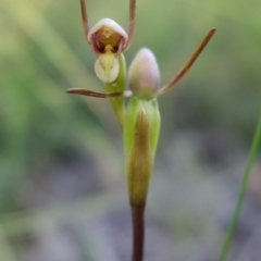 Orthoceras strictum at Hyams Beach, NSW - 1 Jan 2022