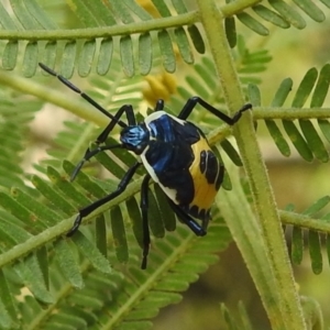 Commius elegans at Stromlo, ACT - suppressed