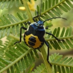 Commius elegans at Stromlo, ACT - suppressed